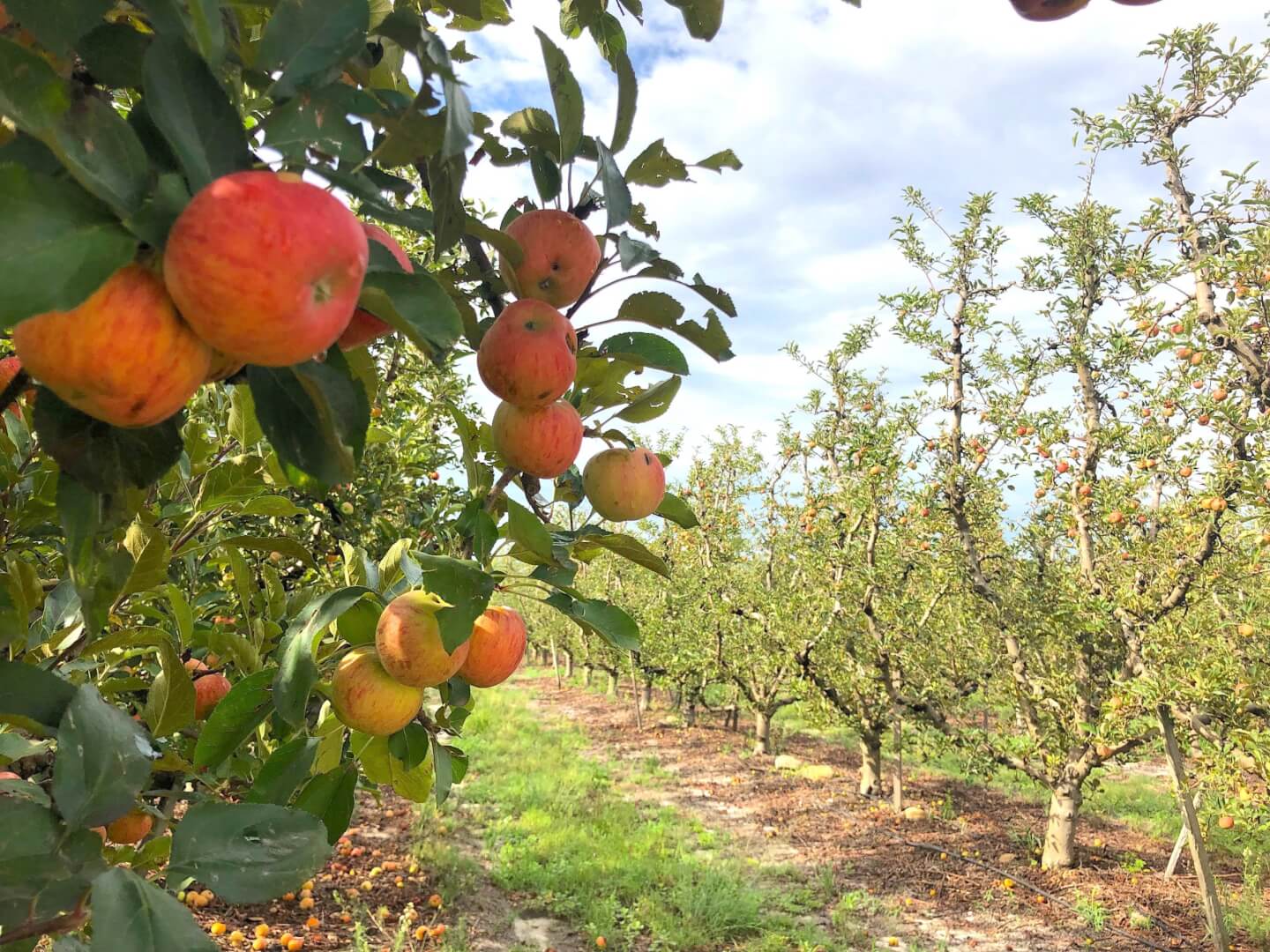 apple orchard tour video