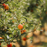 Suttons Apple Farm Apple Orchard Tour
