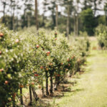 Suttons Apple Farm Apple Orchard Tour
