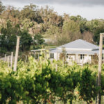 winery vineyard