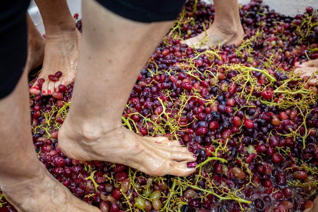 Photo Gallery Stanthorpe Apple Grape Harvest Festival   Low Res Clean 8 Of 26 