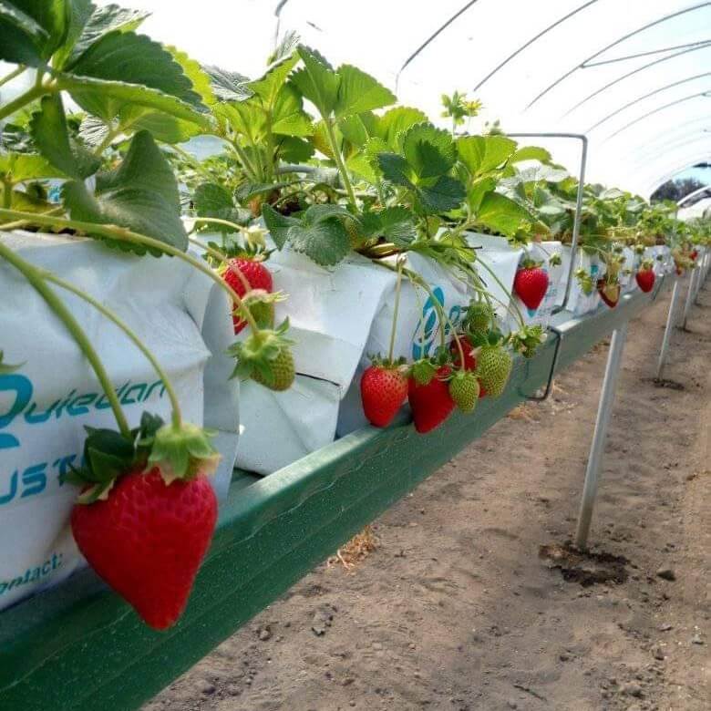 Pick your own fruit during Stanthorpe Apple and Grape Harvest Festival.