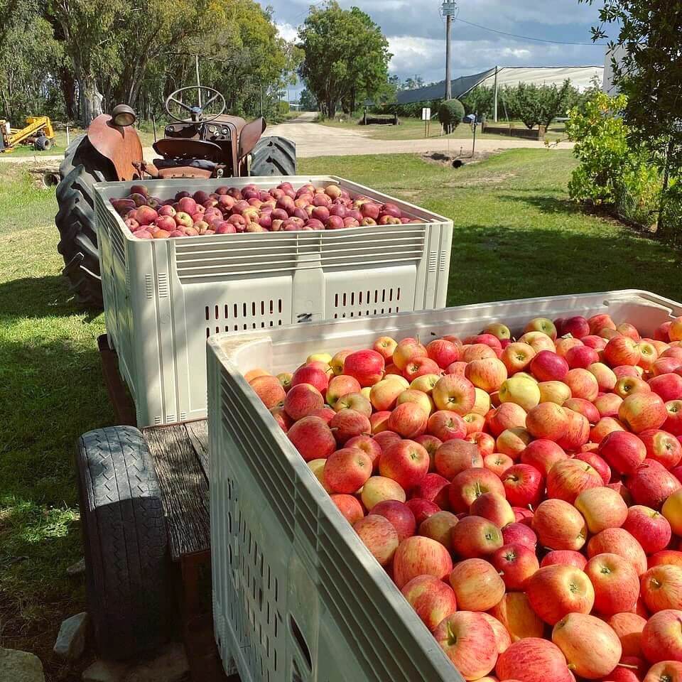 Stanthorpe Apple Farm.