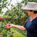 Apple Day Orchard Tour